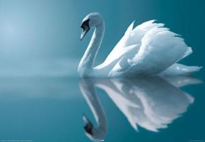 swan paramahansa